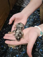 Kenny , a male Yorkshire Terrier for sale in Wellsville, NY – Photo 5 of 5