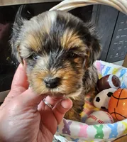 Kenny , a male Yorkshire Terrier for sale in Wellsville, NY – Photo 2 of 5