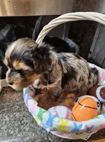 Kenny , a male Yorkshire Terrier for sale in Wellsville, NY – Photo 3 of 5