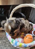 Kenny , a male Yorkshire Terrier for sale in Wellsville, NY – Photo 4 of 5