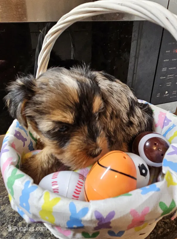 Kenny  – Yorkshire Terrier puppy for sale in Wellsville, NY