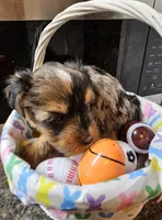 Kenny , a male Yorkshire Terrier for sale in Wellsville, NY – Photo 1 of 5