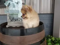 Colton, a male Pomeranian for sale in New Haven, IN – 2 of 5