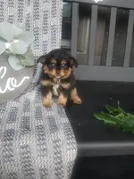 Haily, a female Cavapom for sale in New Haven, IN – 4 of 5