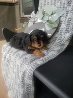 Bryce, a male Cavapom for sale in New Haven, IN – 5 of 5