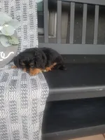 Bryce, a male Cavapom for sale in New Haven, IN – 4 of 5
