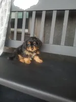Bryce, a male Cavapom for sale in New Haven, IN – 3 of 5