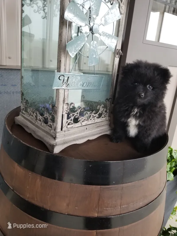 Champ – Pomeranian puppy for sale in New Haven, IN