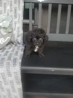 Hanna, a female Cavapom for sale in New Haven, IN – 2 of 5