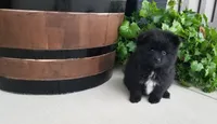 Champ, a male Pomeranian for sale in New Haven, IN – 4 of 4