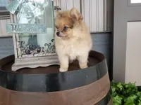 Colton, a male Pomeranian for sale in New Haven, IN – 3 of 5