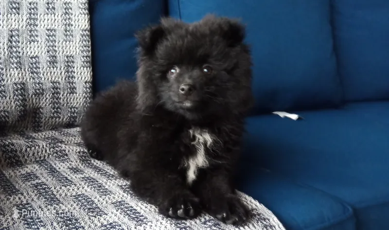Champ – Pomeranian puppy for sale in New Haven, IN