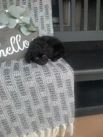 Hanna, a female Cavapom for sale in New Haven, IN – 4 of 5