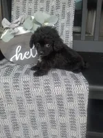 Hanna, a female Cavapom for sale in New Haven, IN – 3 of 5