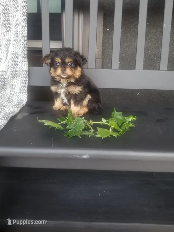 Haily – Cavapom puppy for sale in New Haven, IN