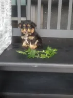 Haily, a female Cavapom for sale in New Haven, IN – 1 of 5