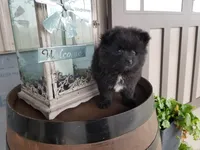 Champ, a male Pomeranian for sale in New Haven, IN – 2 of 4