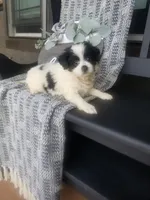 Sandy, a female Cavapom for sale in New Haven, IN – 2 of 5