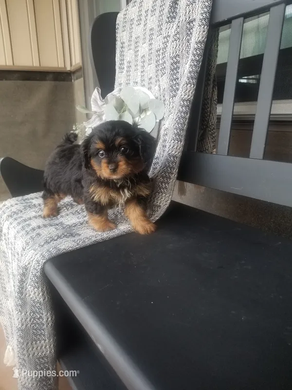 Bryce – Cavapom puppy for sale in New Haven, IN