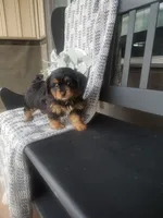 Bryce, a male Cavapom for sale in New Haven, IN – 1 of 5