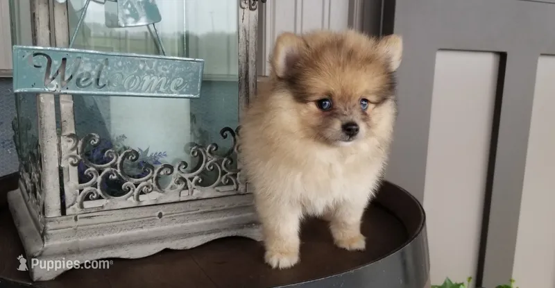 Colton – Pomeranian puppy for sale in New Haven, IN