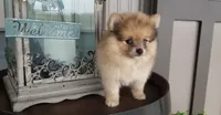 Colton, a male Pomeranian for sale in New Haven, IN – 1 of 5