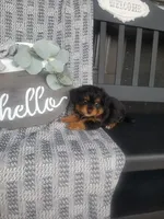 Bryce, a male Cavapom for sale in New Haven, IN – 2 of 5
