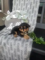 Haily, a female Cavapom for sale in New Haven, IN – 5 of 5