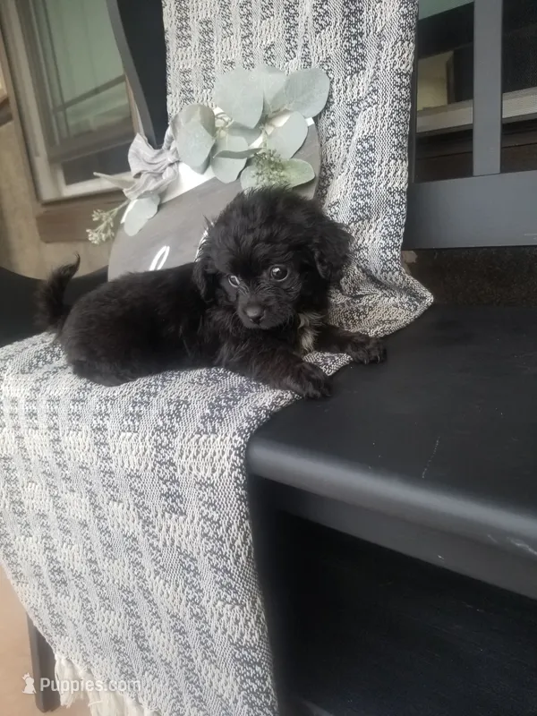 Hanna – Cavapom puppy for sale in New Haven, IN