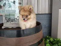 Colton, a male Pomeranian for sale in New Haven, IN – 5 of 5