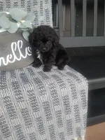 Hanna, a female Cavapom for sale in New Haven, IN – 5 of 5