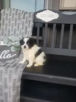 Sandy, a female Cavapom for sale in New Haven, IN – 4 of 5