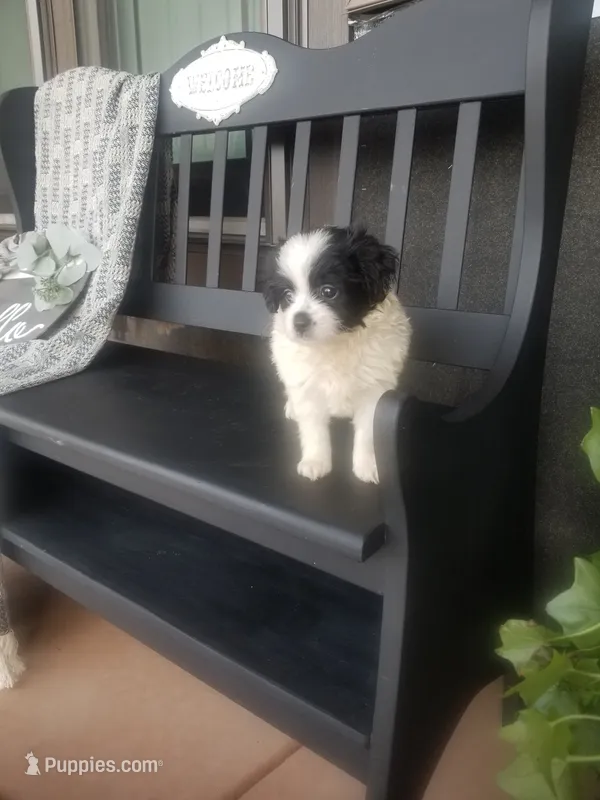 Sandy – Cavapom puppy for sale in New Haven, IN