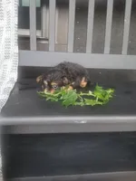 Haily, a female Cavapom for sale in New Haven, IN – 3 of 5