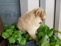 Colton, a male Pomeranian for sale in New Haven, IN – 4 of 5
