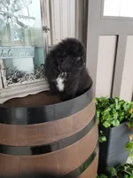 Champ, a male Pomeranian for sale in New Haven, IN – 3 of 4