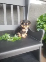 Haily, a female Cavapom for sale in New Haven, IN – 2 of 5