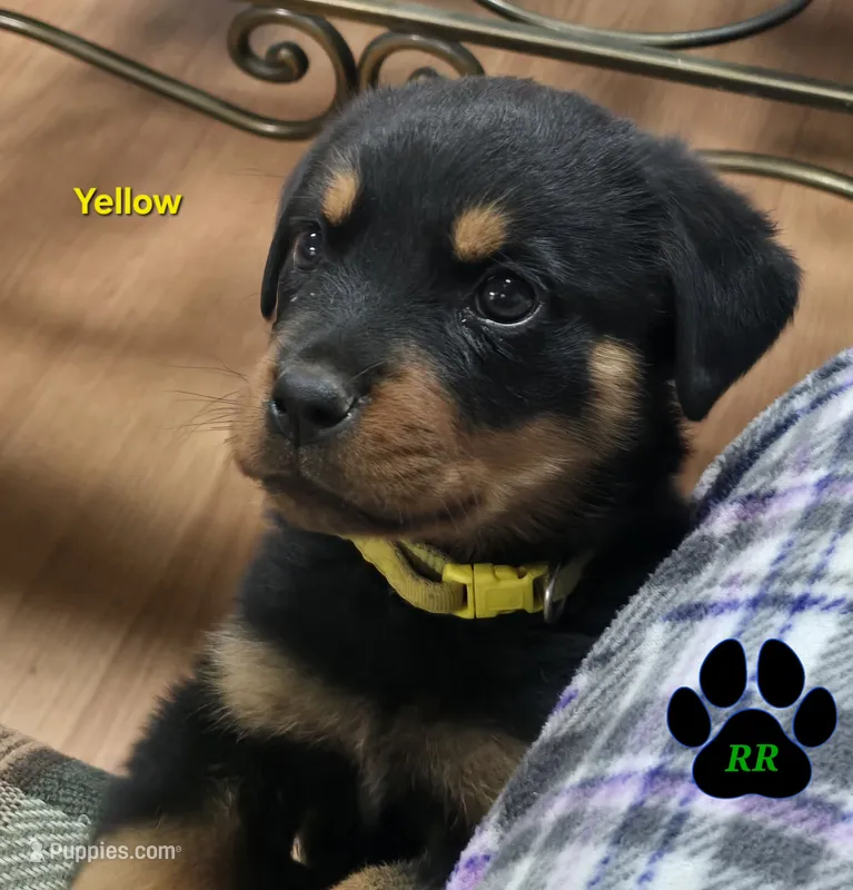 Yellow – Rottweiler puppy for sale in Tangent, OR