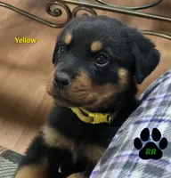 Yellow, a female Rottweiler for sale in Tangent, OR – 1 of 1