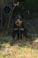 Blue, a male Rottweiler for sale in Tangent, OR – 2 of 2