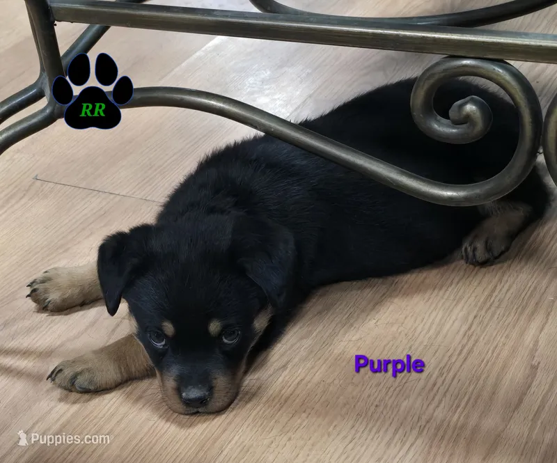 Purple – Rottweiler puppy for sale in Tangent, OR