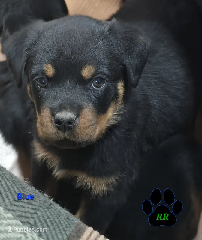 Blue – Rottweiler puppy for sale in Tangent, OR