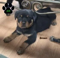 Brown, a male Rottweiler for sale in Tangent, OR – 3 of 3