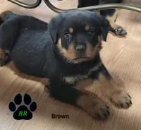 Brown, a male Rottweiler for sale in Tangent, OR – 2 of 3