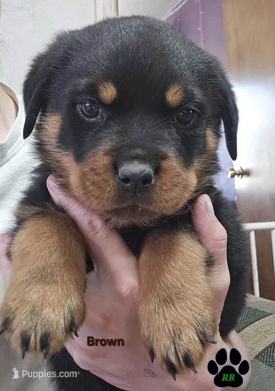 Brown – Rottweiler puppy for sale in Tangent, OR