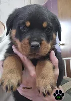 Brown, a male Rottweiler for sale in Tangent, OR – 1 of 3