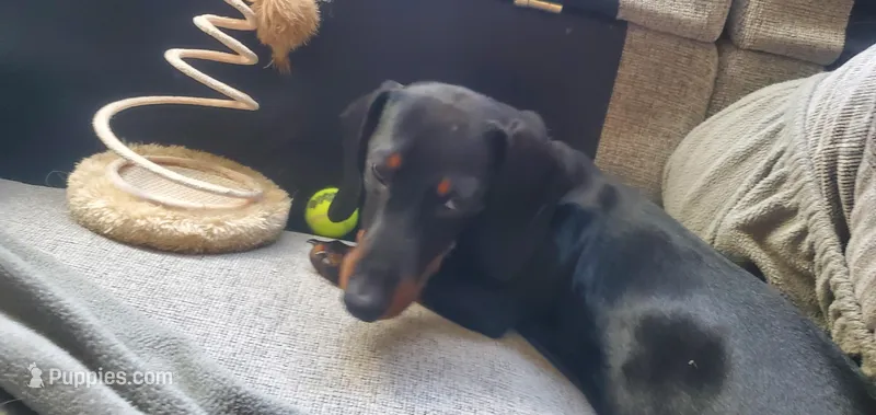 Rosco – Miniature Dachshund puppy for sale in Denver, CO