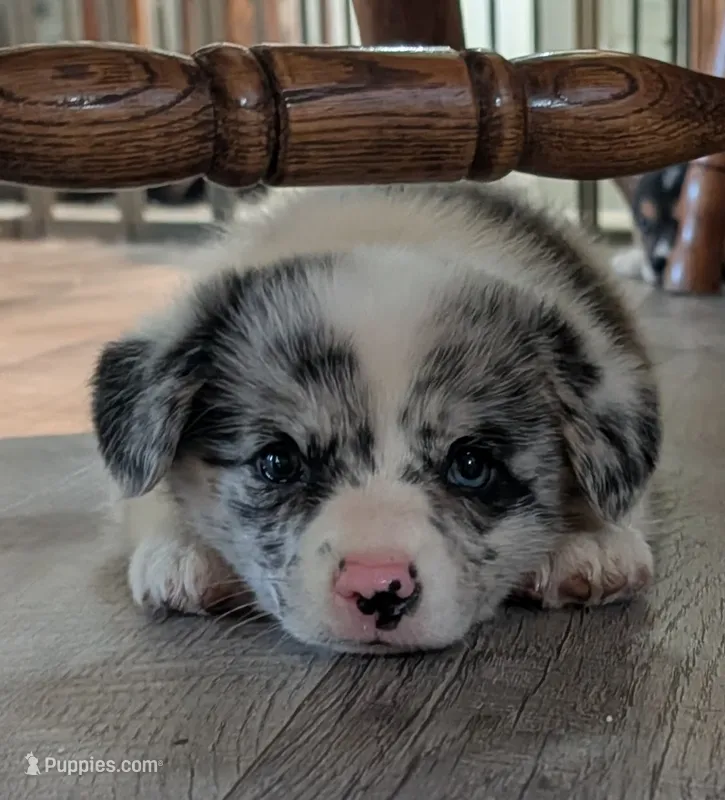 Charlie – Pembroke Welsh Corgi puppy for sale in Carthage, MO