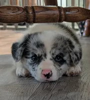 Charlie, a male Pembroke Welsh Corgi for sale in Carthage, MO – 1 of 5
