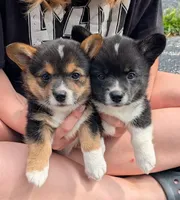 Sam, a female Pembroke Welsh Corgi for sale in Carthage, MO – 4 of 4